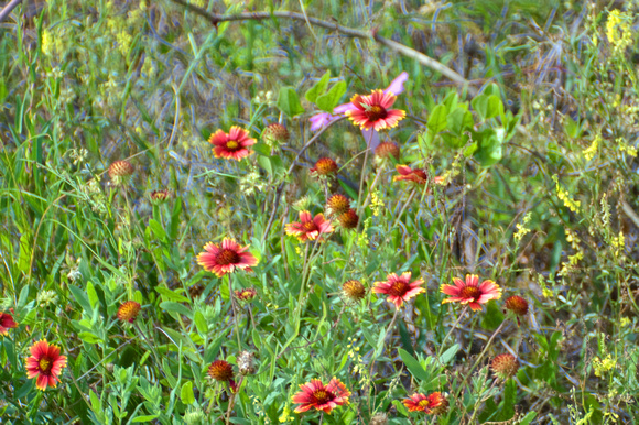 Hatteras Wildflower HDR